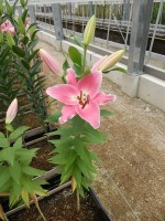 [4487 PO75 LUN 591 No01.JPG]